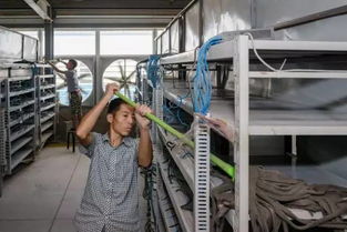 High-performance mining rig with advanced cooling solutions in a state-of-the-art mining farm